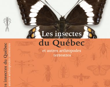 Les insectes du Quebec