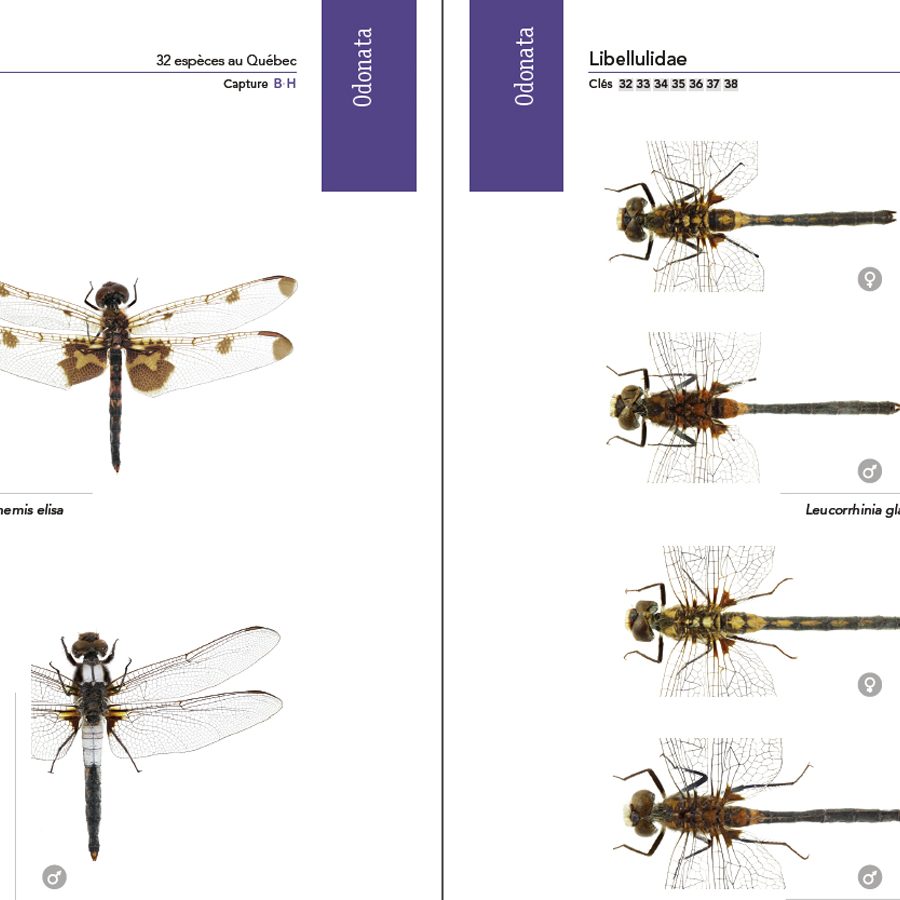 Leucorhinie glacialis vs Leucorhinia proxime - Libellulidae